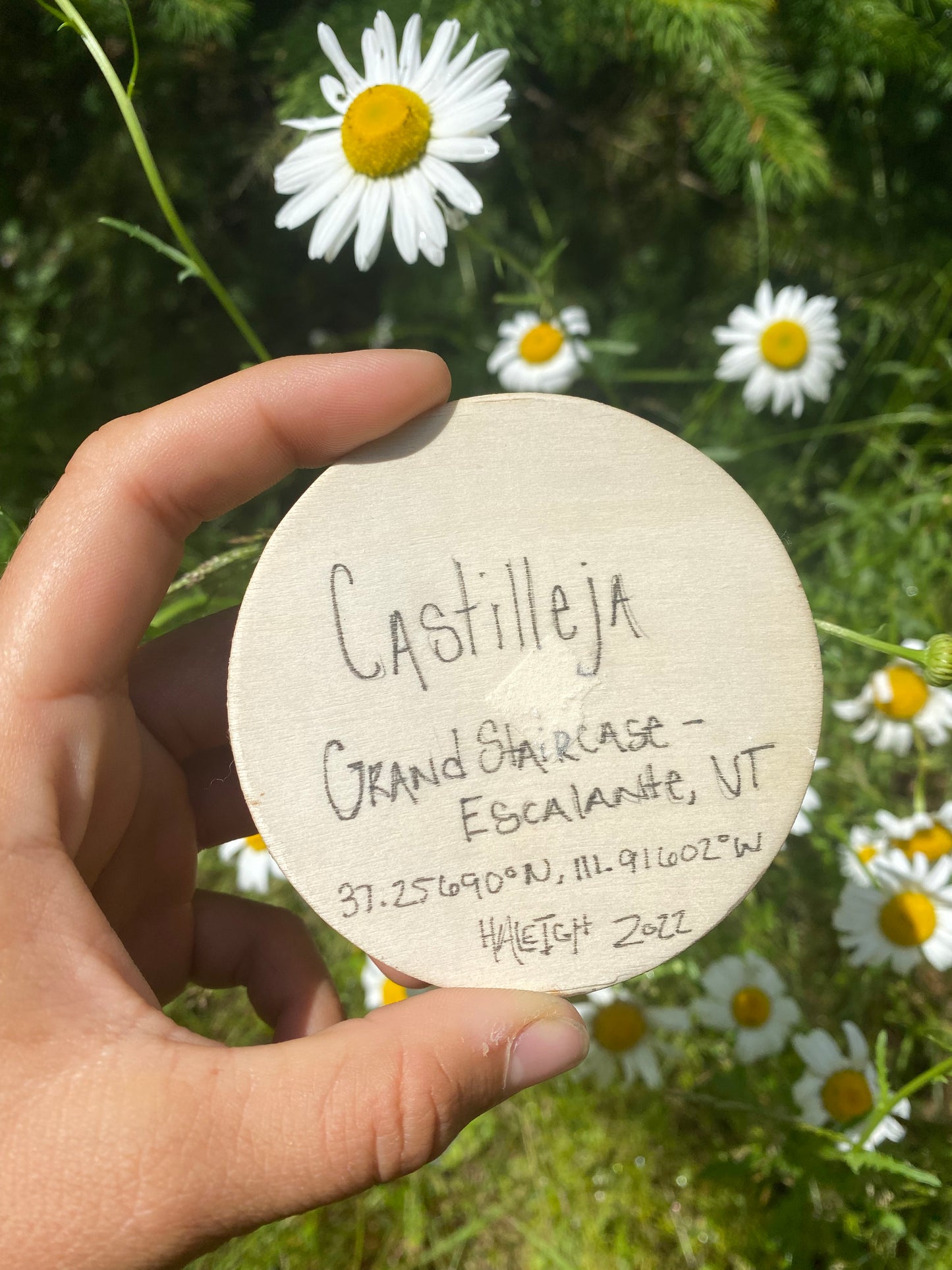 “Castilleja” Original Painting