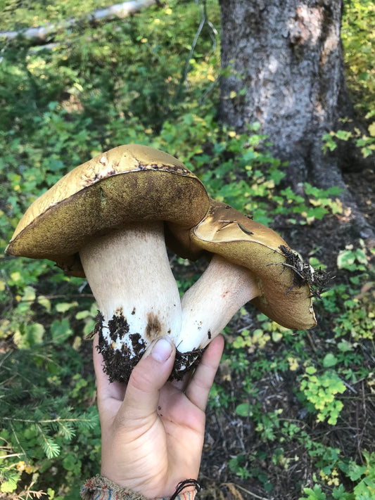 Campsite party and the poisonous mushroom mishap
