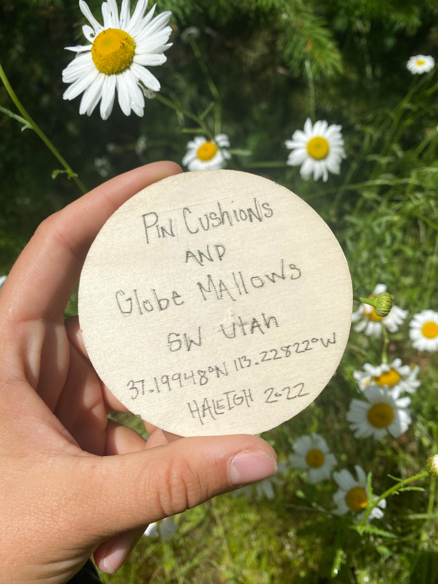 “Pin Cushions and Globe Mallows” Original Painting